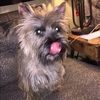 mouthydog13